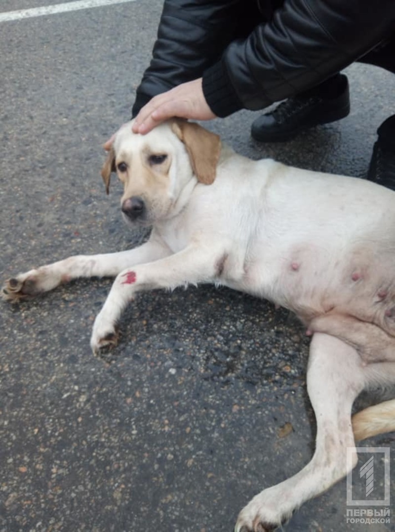 %d1%81%d0%be%d0%b1%d0%b0%d0%ba%d0%b01