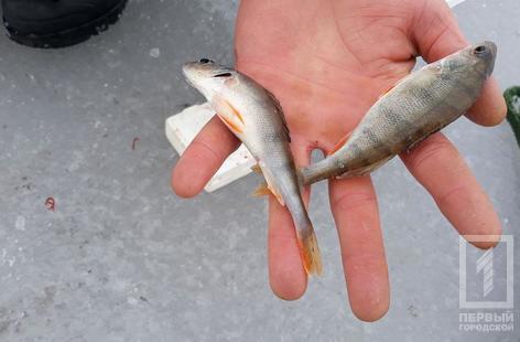 Почему нельзя ловить рыбу во время нереста | Информация